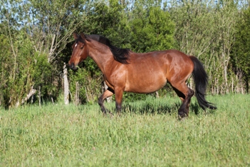 Criollo horse Auka of team Antilco