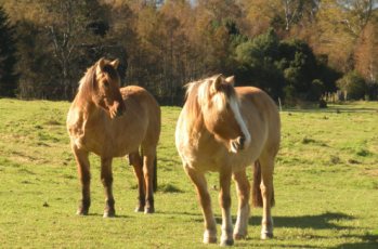 Criollo horses Puelche and Pehuen of team Antilco