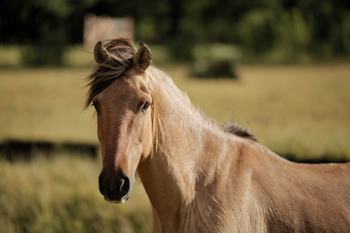 Criollo horse Puelche of team Antilco