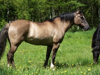 Criollo horse Victoria of team Antilco