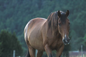 Criollo horse Choco of team Antilco