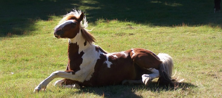 Criollo horse Inca lying on the ground